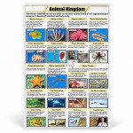 Animal Kingdom Classification Chart